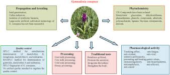 Attēlu rezultāti vaicājumam “Gymnadenia conopsea fruit”