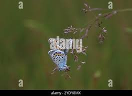 Attēlu rezultāti vaicājumam “Plebejus argus female”