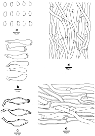 Attēlu rezultāti vaicājumam “Junghuhnia pseudozilingiana”