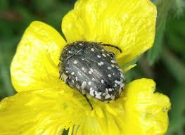 Attēlu rezultāti vaicājumam “Oxythyrea funesta”