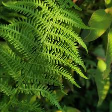 Attēlu rezultāti vaicājumam “Thelypteris palustris”