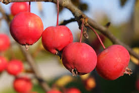 Attēlu rezultāti vaicājumam “Malus baccata fruit”