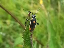 Attēlu rezultāti vaicājumam “Capsodes gothicus”
