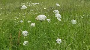 Attēlu rezultāti vaicājumam “Daucus sativus flower”