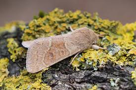 Attēlu rezultāti vaicājumam “Orthosia miniosa”