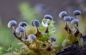 Attēlu rezultāti vaicājumam “Lycogala cf. fossiculatum sessile”