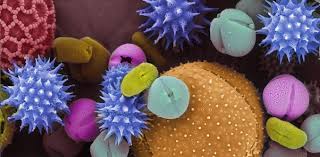 Attēlu rezultāti vaicājumam “pollen corona”