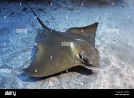 Image result for Myliobatis aquila