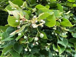 Attēlu rezultāti vaicājumam “Tilia platyphyllos Laciniata fruit”