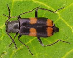 Attēlu rezultāti vaicājumam “Anthocomus fasciatus”