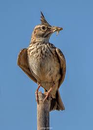 Attēlu rezultāti vaicājumam “Galerida cristata adult”