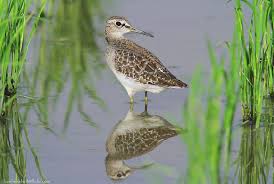 Attēlu rezultāti vaicājumam “Tringa glareola”