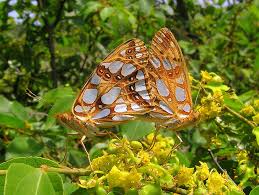 Attēlu rezultāti vaicājumam “Issoria lathonia”