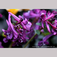 Attēlu rezultāti vaicājumam “Corydalis solida flower”