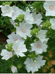 Image result for Malva moschata alba