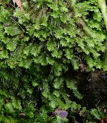 Attēlu rezultāti vaicājumam “Diplophyllum albicans”