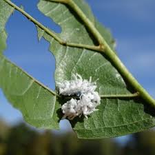 Attēlu rezultāti vaicājumam “Eriocampa ovata”