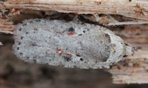 Attēlu rezultāti vaicājumam “Agonopterix ocellana”