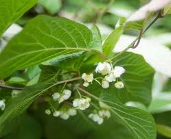 Attēlu rezultāti vaicājumam “Actinidia kolomikta”