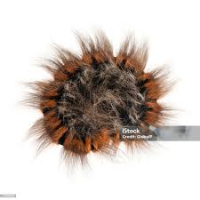 Attēlu rezultāti vaicājumam “Lasiocampa trifolii”