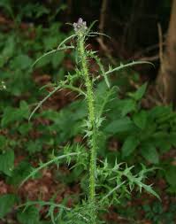 Attēlu rezultāti vaicājumam “Cirsium palustre”