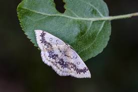 Attēlu rezultāti vaicājumam “Cyclophora annularia”