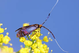 Attēlu rezultāti vaicājumam “Incurvariidae”
