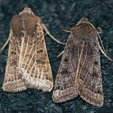 Attēlu rezultāti vaicājumam “Agrochola litura imago”