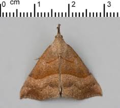 Attēlu rezultāti vaicājumam “Mythimna flammea”