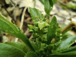 Attēlu rezultāti vaicājumam “Mercurialis perennis fruit”