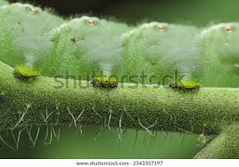 Attēlu rezultāti vaicājumam “Sphinx pinastri larva”