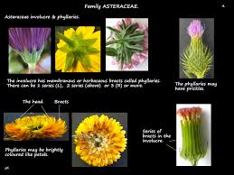Attēlu rezultāti vaicājumam “Asteraceae”