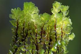 Attēlu rezultāti vaicājumam “Scapania”