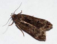 Attēlu rezultāti vaicājumam “Anacampsis blatariella”