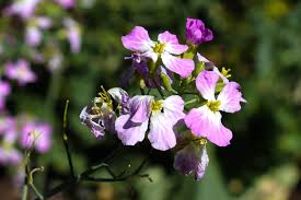 Attēlu rezultāti vaicājumam “Raphanus sativus flower”