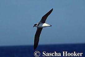 Image result for Pterodroma feae