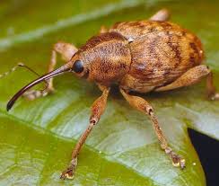 Attēlu rezultāti vaicājumam “Curculio venosus”