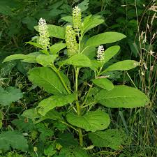 Attēlu rezultāti vaicājumam “Phytolacca acinosa”