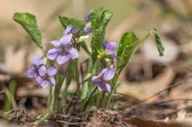 Attēlu rezultāti vaicājumam “Viola mirabilis flower”