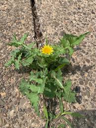 Attēlu rezultāti vaicājumam “Sonchus”