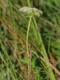 Attēlu rezultāti vaicājumam “Cnidium dubium”
