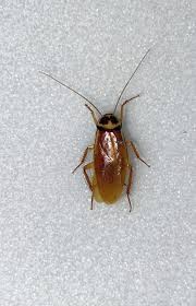 Attēlu rezultāti vaicājumam “Blattoptera”