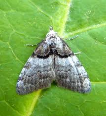 Attēlu rezultāti vaicājumam “Nolidae”