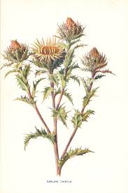 Attēlu rezultāti vaicājumam “Carlina vulgaris”