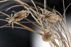 Attēlu rezultāti vaicājumam “Pediculus humanus capitis”