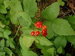 Attēlu rezultāti vaicājumam “Rubus nessensis fruit”