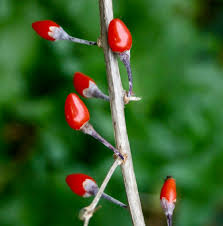 Attēlu rezultāti vaicājumam “Schisandra chinensis flower”