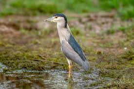 Image result for Nycticorax nycticorax