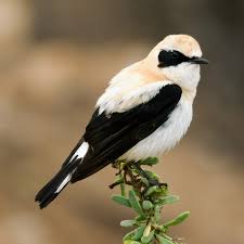 Image result for Oenanthe hispanica