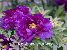 Attēlu rezultāti vaicājumam “Paeoniaceae”